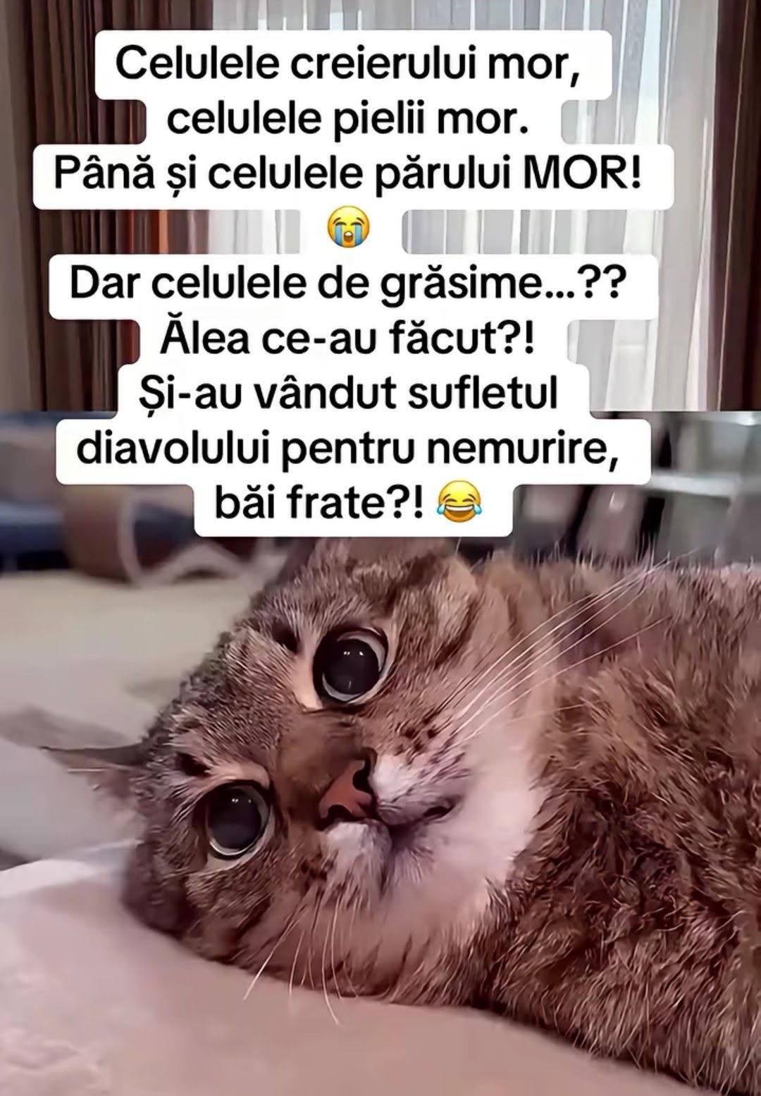 Celulele creierului mor, celulele pielii mor. Dar celulele de grăsime și-au vândut sufletul diavolului pentru nemurire?