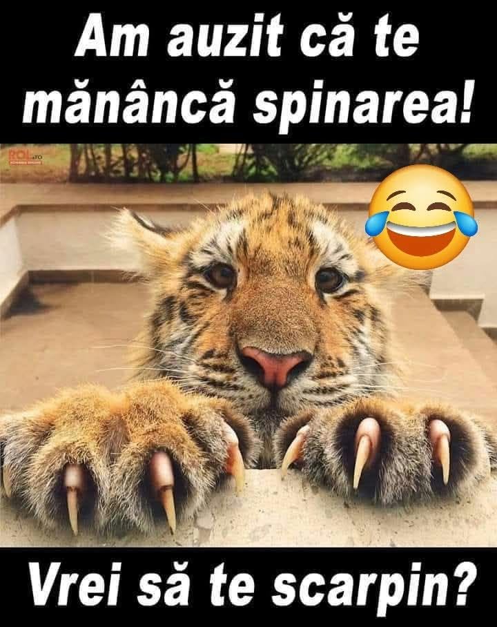 Am auzit că te mănâncă spinarea! Vrei să te scarpin?
