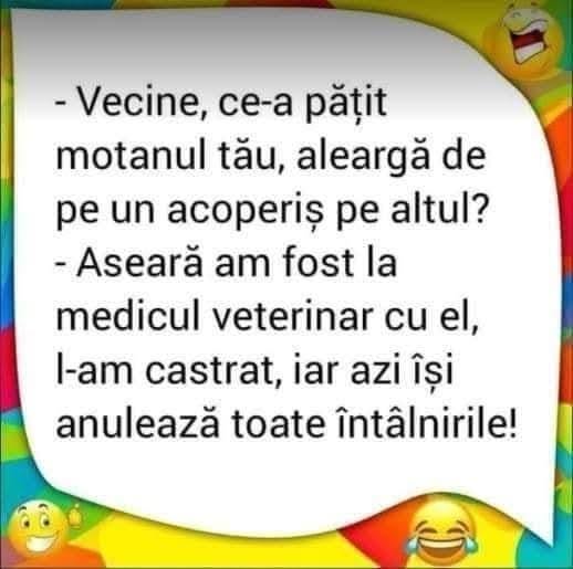 Vecine, ce-a pățit motanul tău de aleargă pe acoperiș? L-am castrat, iar azi își anulează toate întâlnirile