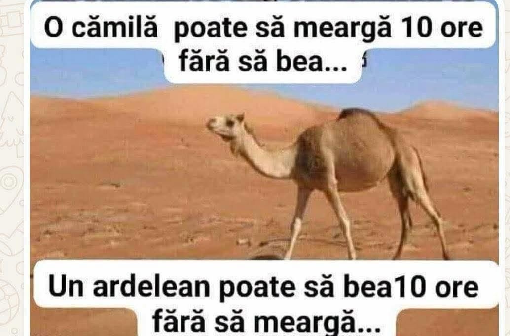 O cămilă poate să meargă 10 ore fără să bea. Un ardelean poate să bea 10 ore fără să meargă