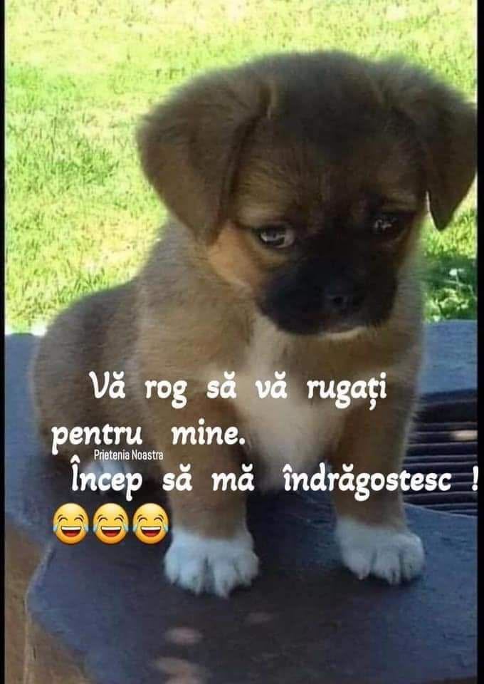 Vă rog să vă rugați pentru mine. Încep să mă îndrăgostesc!