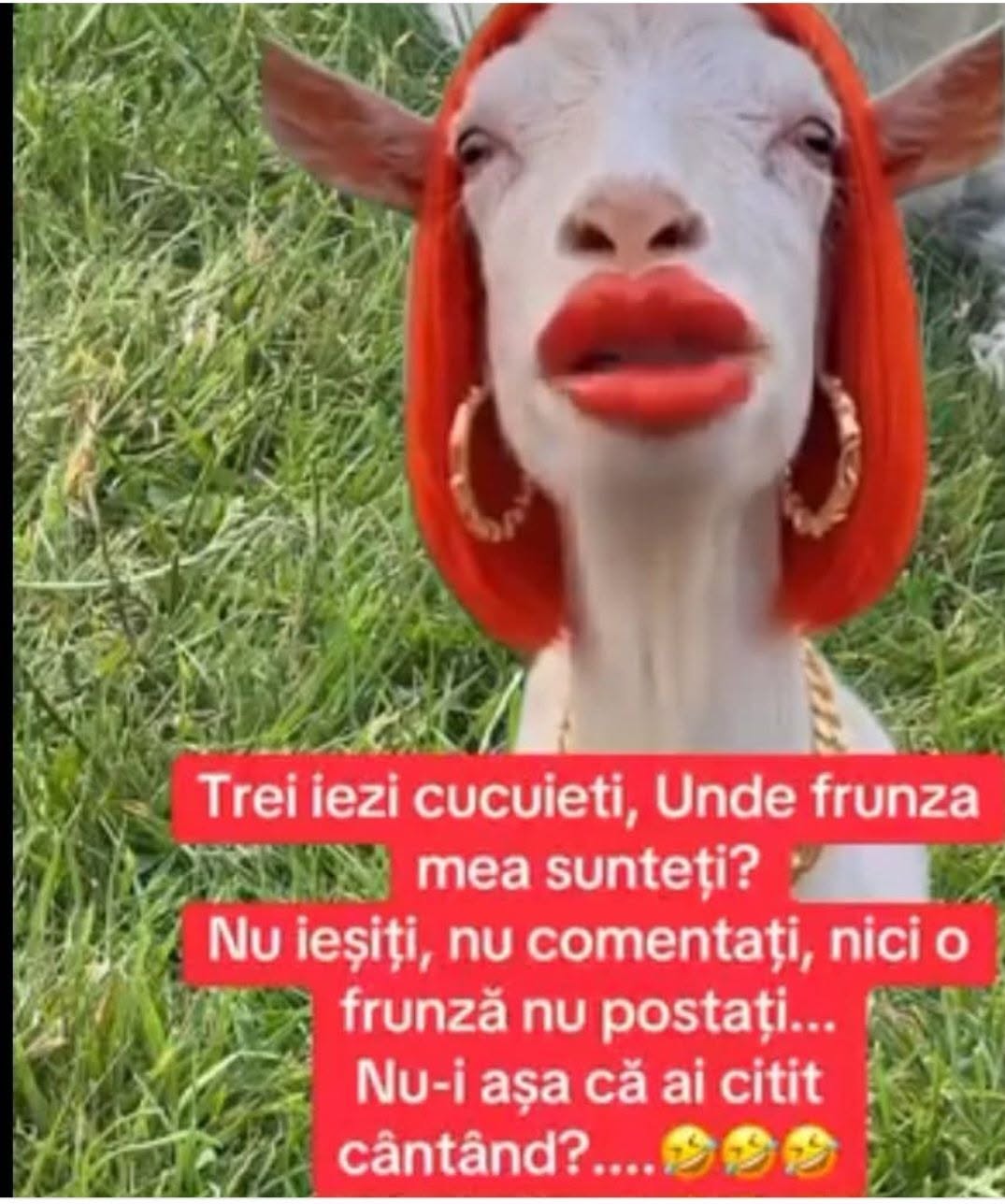 Trei iezi cucuieți, unde frunza mea sunteți? Nu ieșiți, nu comentați