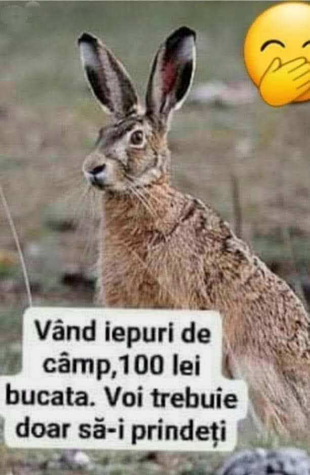 Vând iepuri de câmp, 100 de lei bucata. Voi trebuie doar să-i prindeți