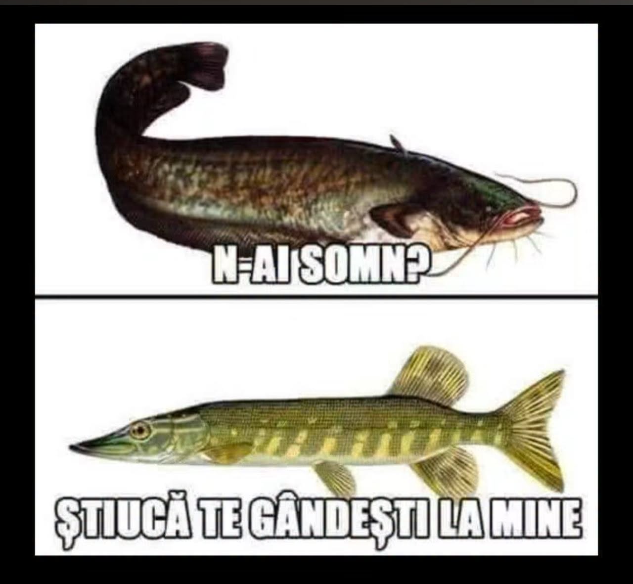 N-ai somn? Știucă te gândești la mine