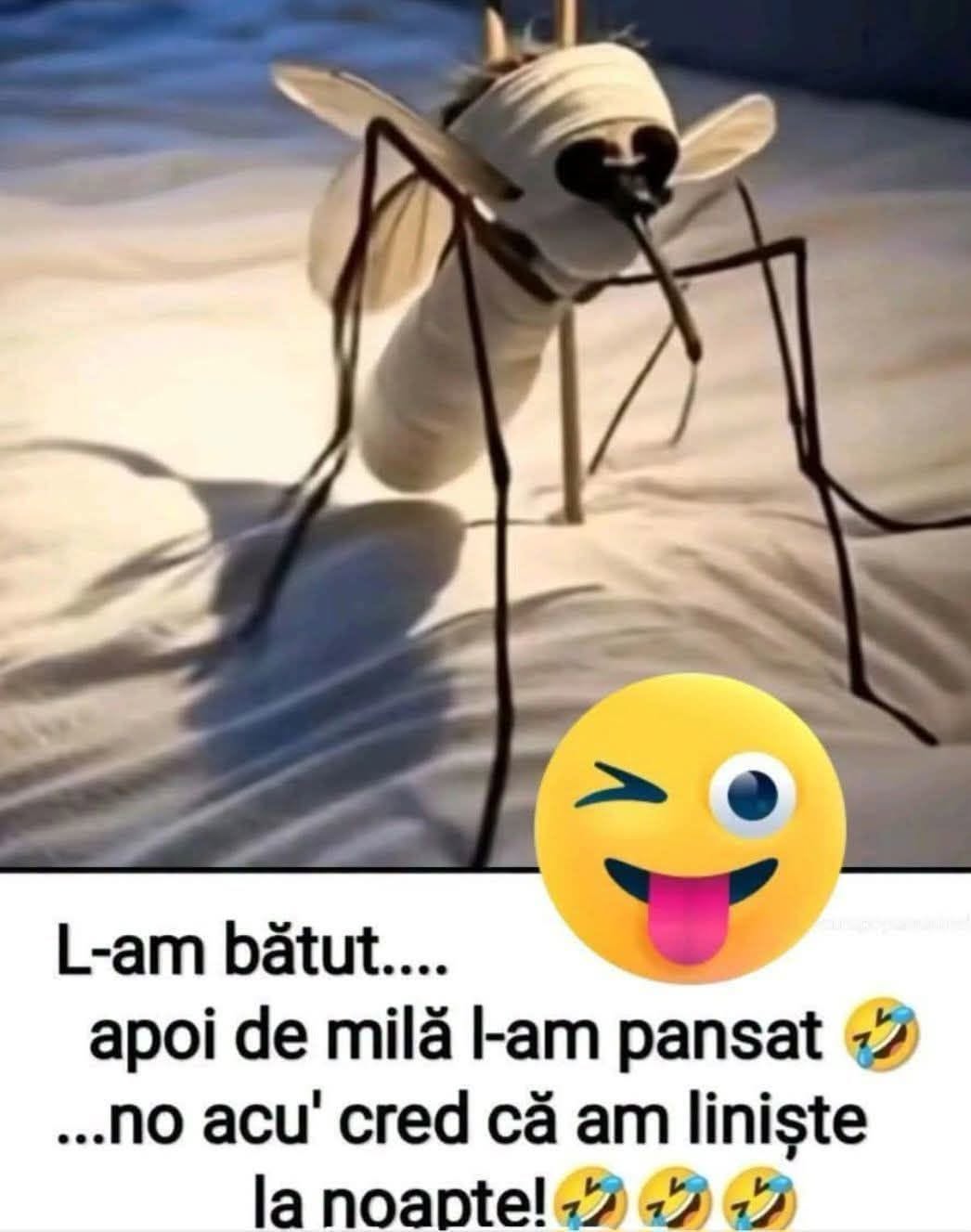 Pe țânțar l-am bătut, apoi de milă l-am pansat. No, acu' cred că am liniște la noapte