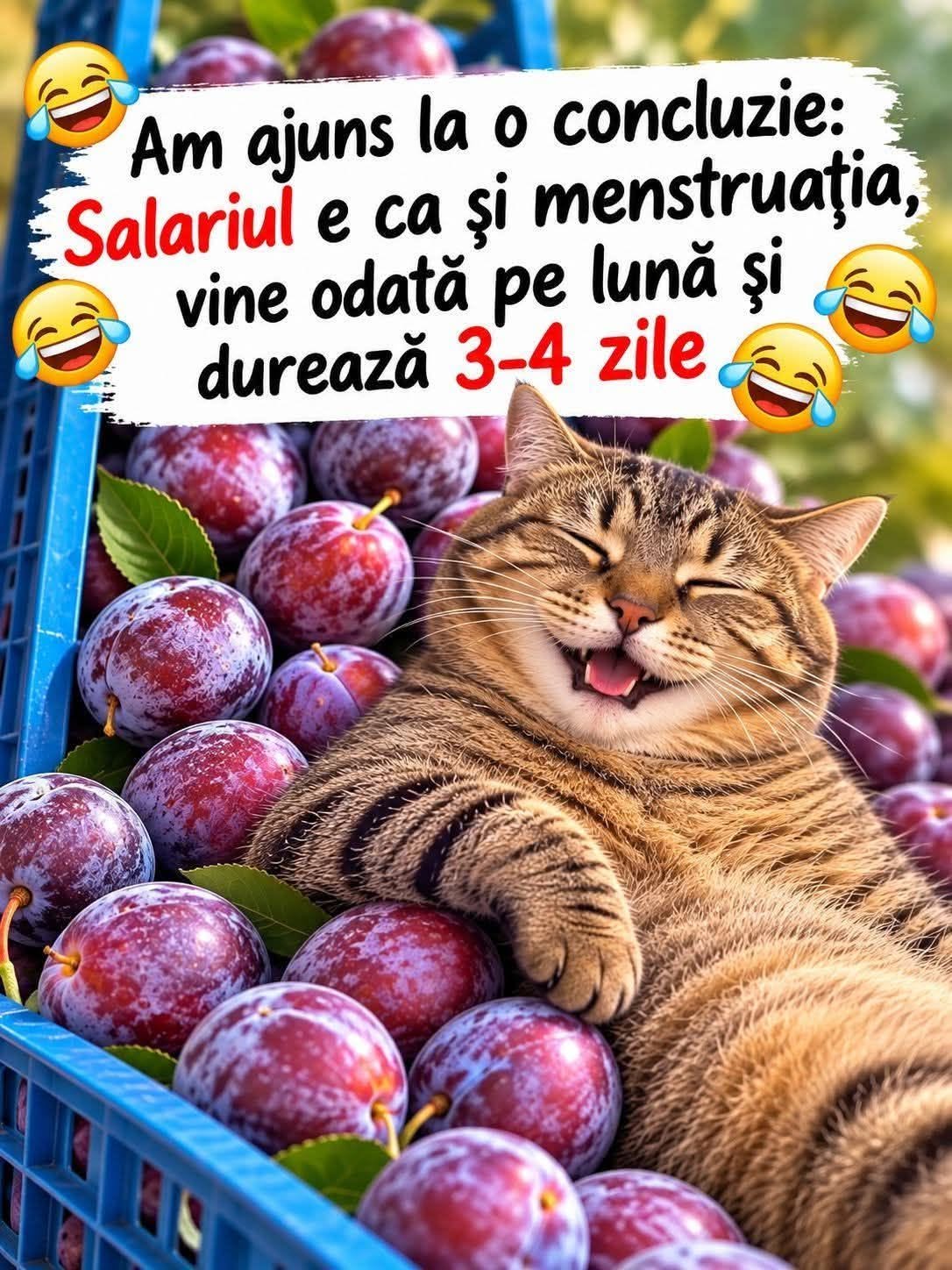 Am ajuns la o concluzie: salariul e ca și menstruația, vine o dată pe lună și durează 3-4 zile