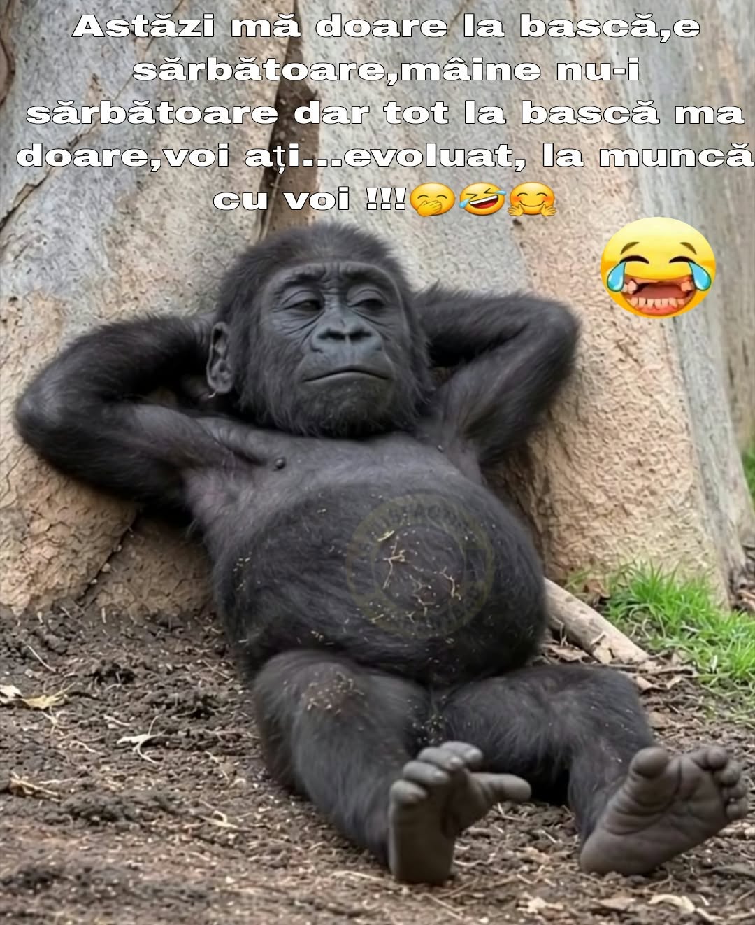 Astăzi mă doare la bască, e sărbătoare. Mâine nu-i sărbătoare, dar tot la bască mă doare
