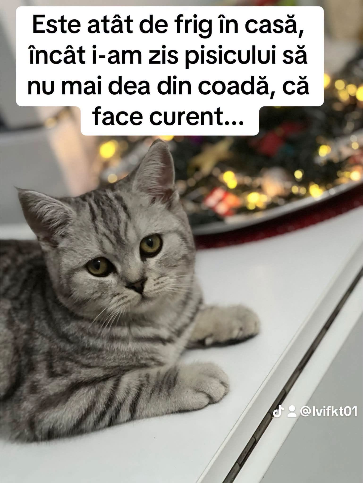 Este atât de frig în casă, încât i-am zis pisicului să nu mai dea din coadă, că face curent