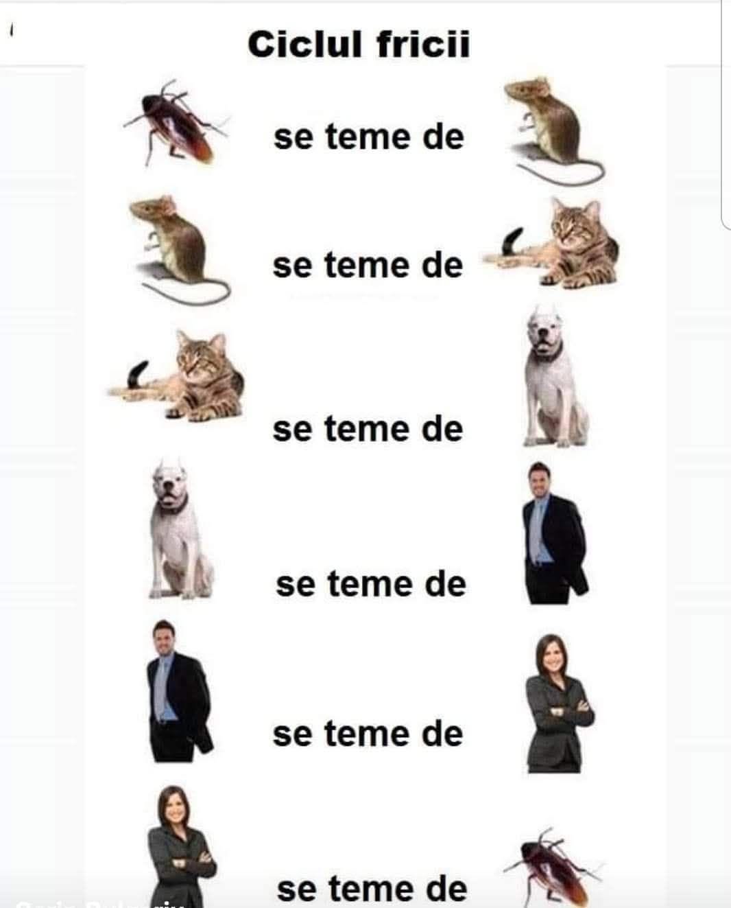 Ciclul fricii: gândacul se teme de șoarece, șoarecele de pisică, pisica de câine, câinele de om, omul de femeie... iar femeia de gândac