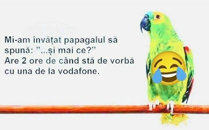 Mi-am învățat papagalul să spună „...și mai ce?”. Are 2 ore de când stă de vorbă cu una de la Vodafone.
