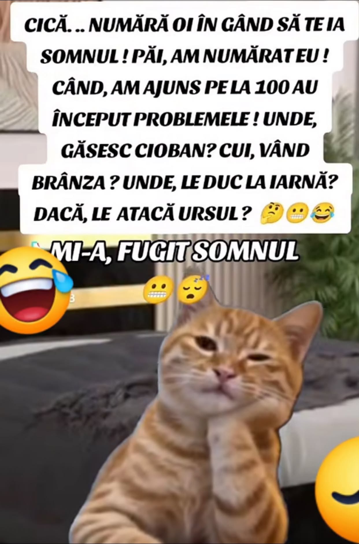 Am numărat oi ca să adorm. La 100 au început problemele: unde găsesc cioban, cui vând brânza, unde le duc iarna, dacă le atacă ursul? Mi-a fugit somnul!