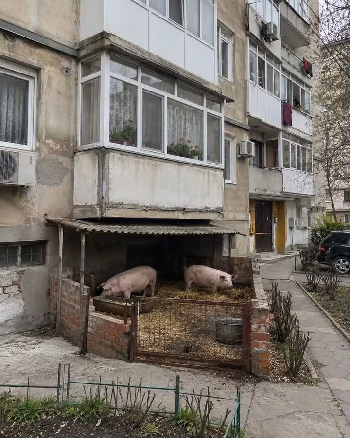 Între timp, la bloc...