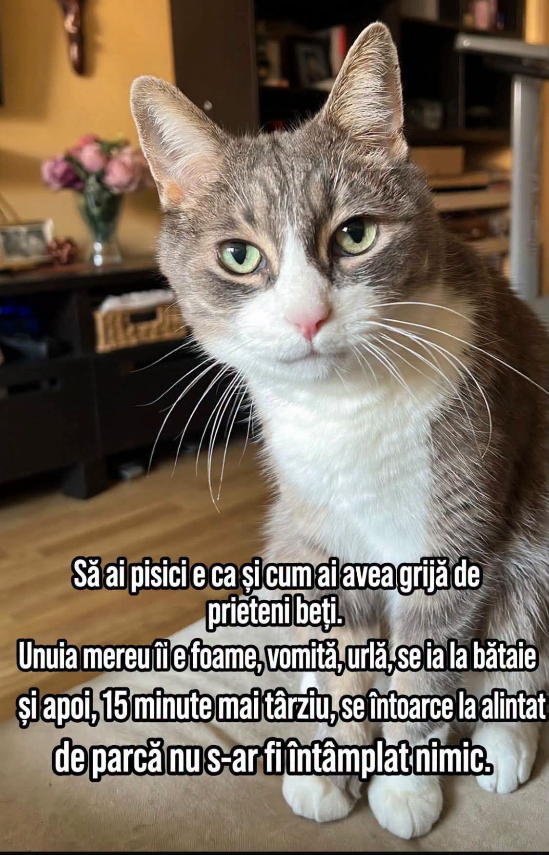 Să ai pisici e ca și cum ai avea grijă de prieteni beți: unuia mereu îi e foame, vomită, se ia la bătaie și apoi se întoarce liniștit de parcă nu s-ar fi întâmplat nimic