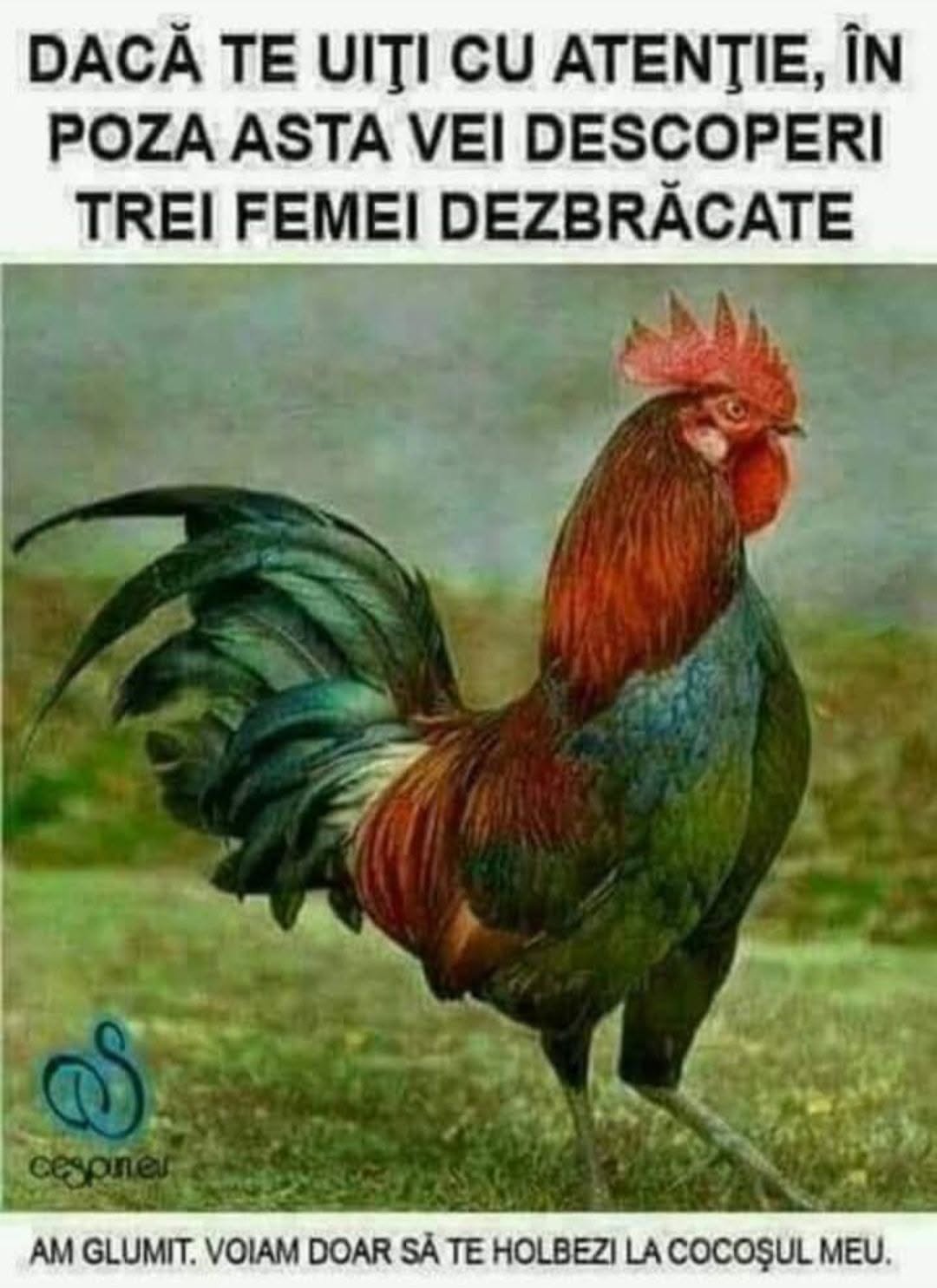 Dacă te uiți cu atenție, în poza asta vei descoperi trei femei dezbrăcate. Am glumit, voiam doar să te holbezi la cocoșul meu