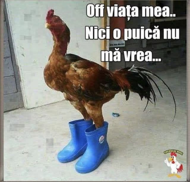 Off, viața mea... Nici o puică nu mă vrea...
