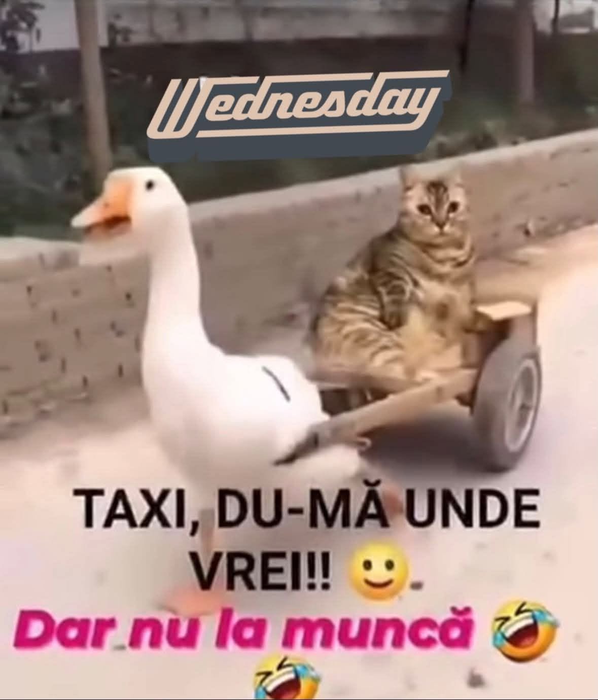 Taxi, du-mă unde vrei! Dar nu la muncă