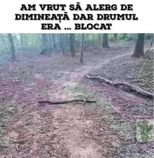 Am vrut să alerg de dimineață, dar drumul era... blocat