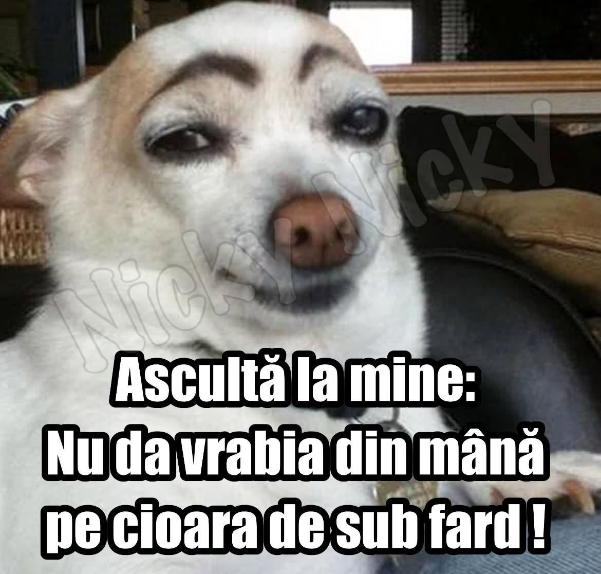 Ascultă la mine: nu da vrabia din mână pe cioara de sub fard!