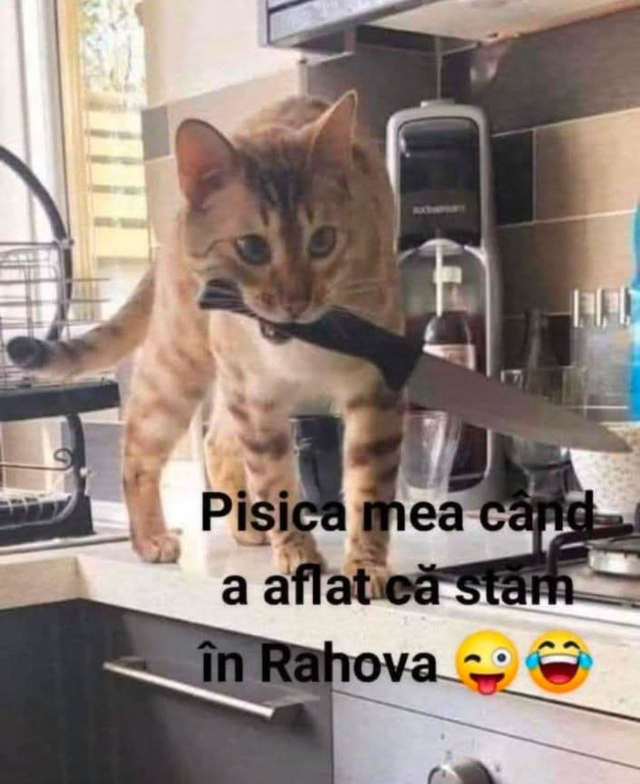 Pisica mea când a aflat că stăm în Rahova