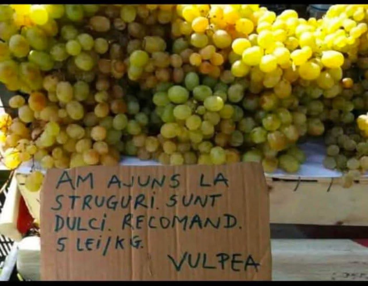 Am ajuns la struguri, sunt dulci, recomand. 5 lei/kg. Vulpea