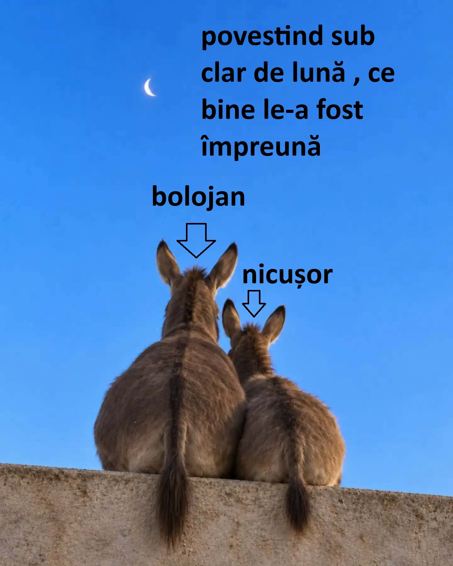 Povestind sub clar de lună ce bine le-a fost împreună: Bolojan și Nicușor