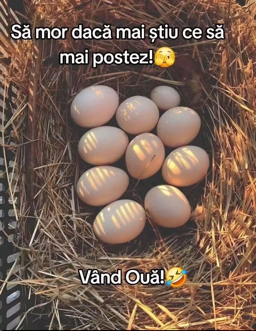 Să mor dacă mai știu ce să mai postez! Vând ouă!