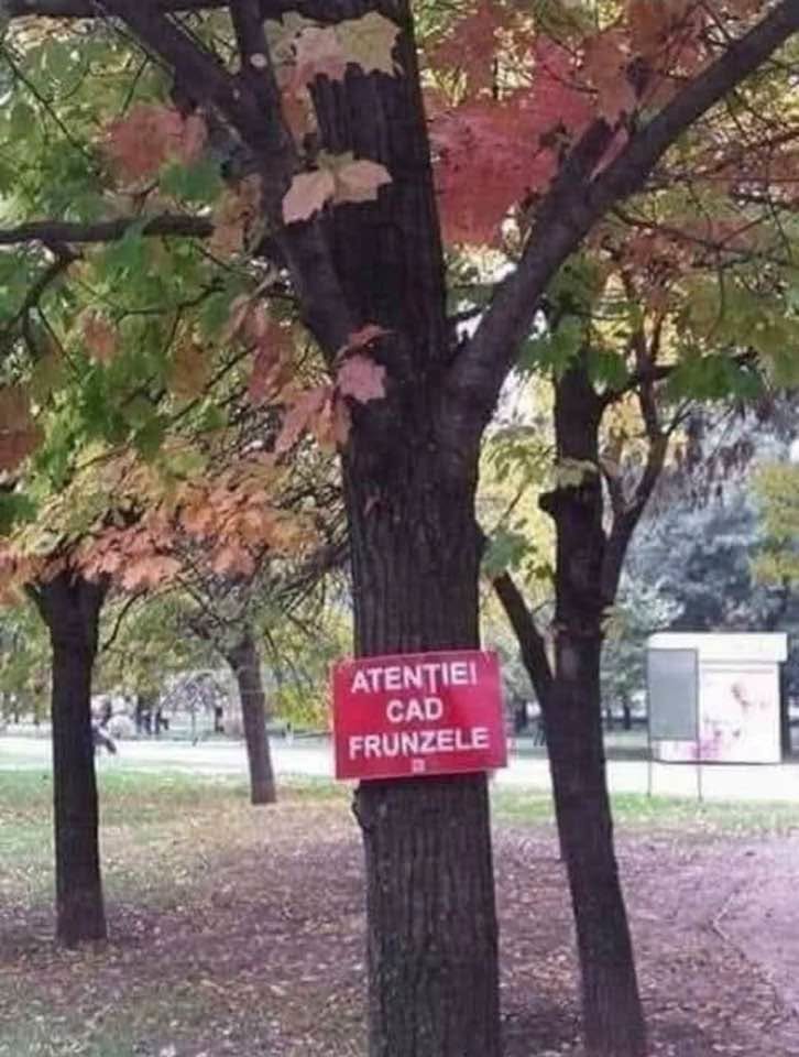 Atenție, cad prunele!