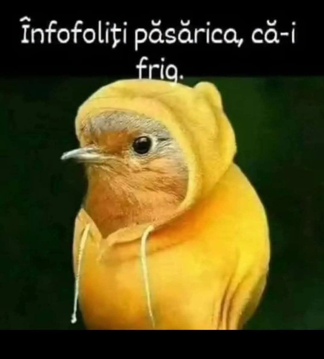Înfofoliți păsărica, că-i frig.