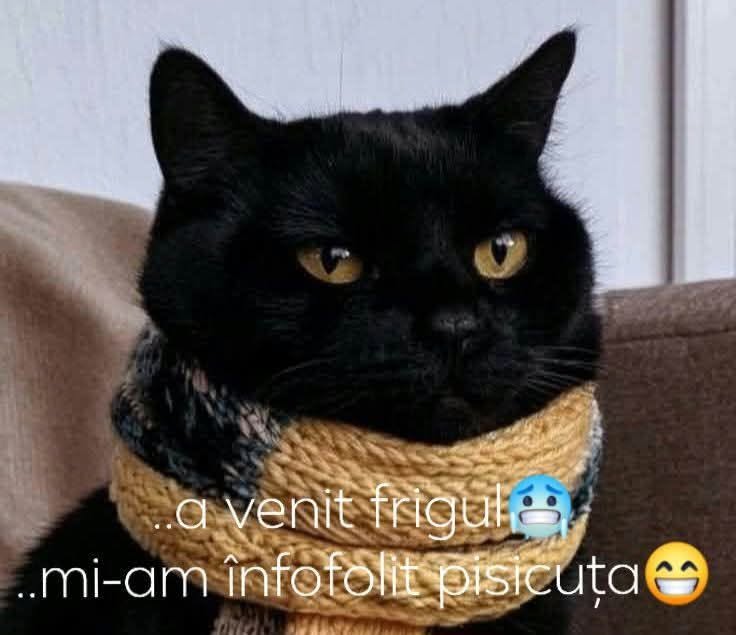 A venit frigul... mi-am înfofolit pisicuța