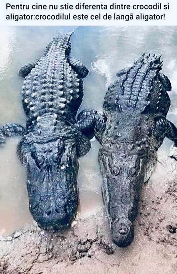 Pentru cine nu știe diferența dintre crocodil și aligator: crocodilul este cel de lângă aligator!