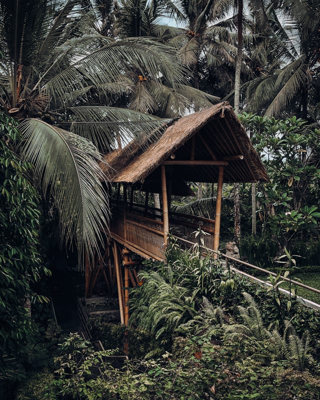 Photo in the Cacao Pro Color