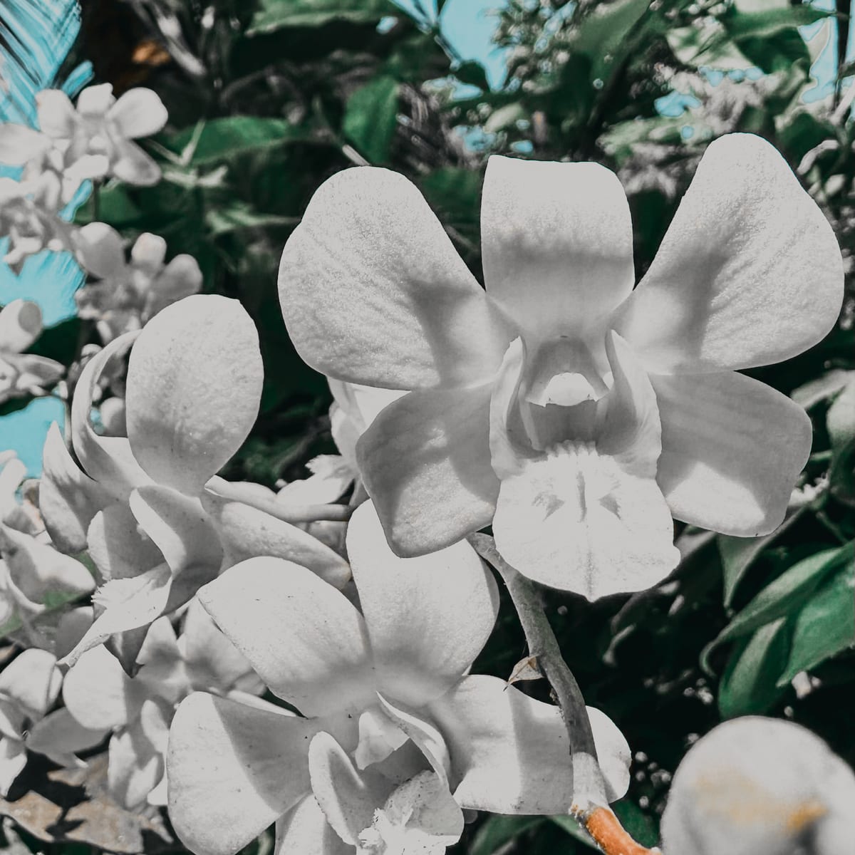 Photo in the Coconut Delight Pro Color