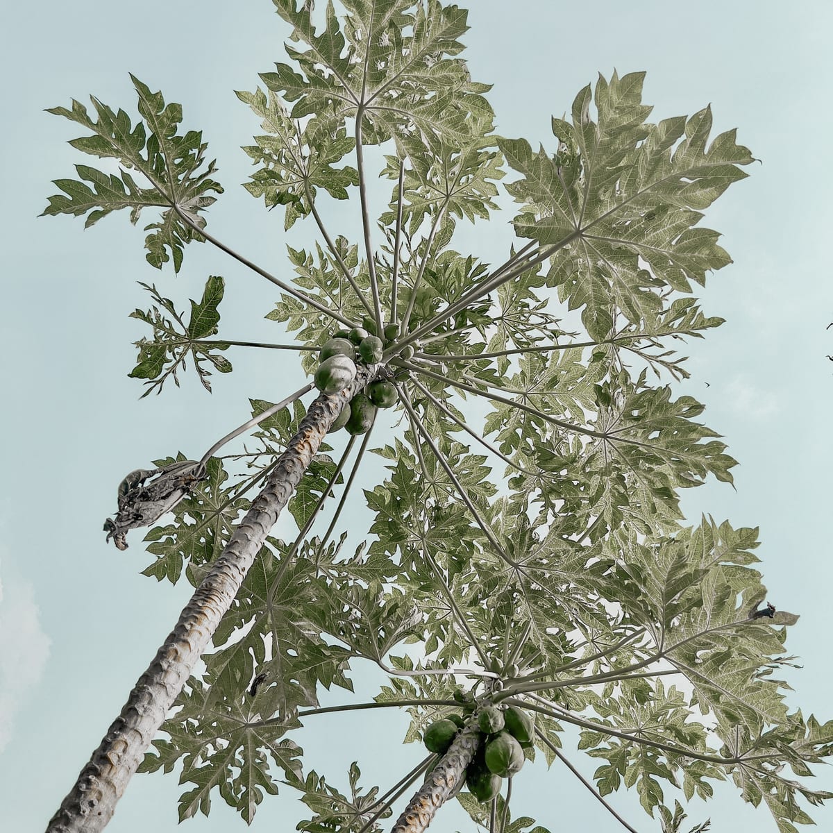 Photo in the Coconut Paradise Pro Color