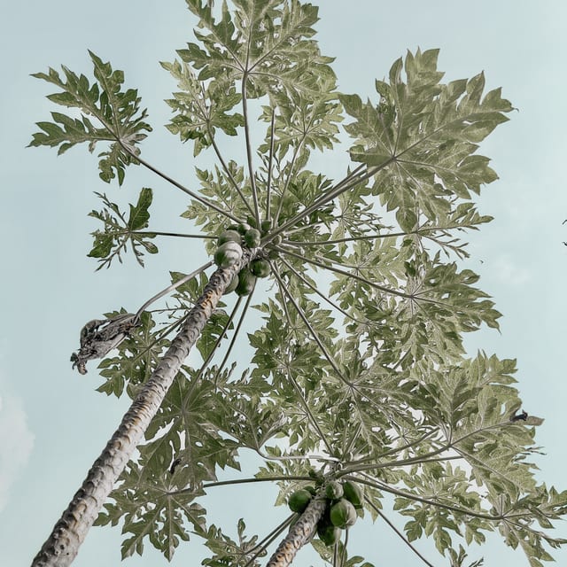 Photo in the Coconut Paradise Pro Color