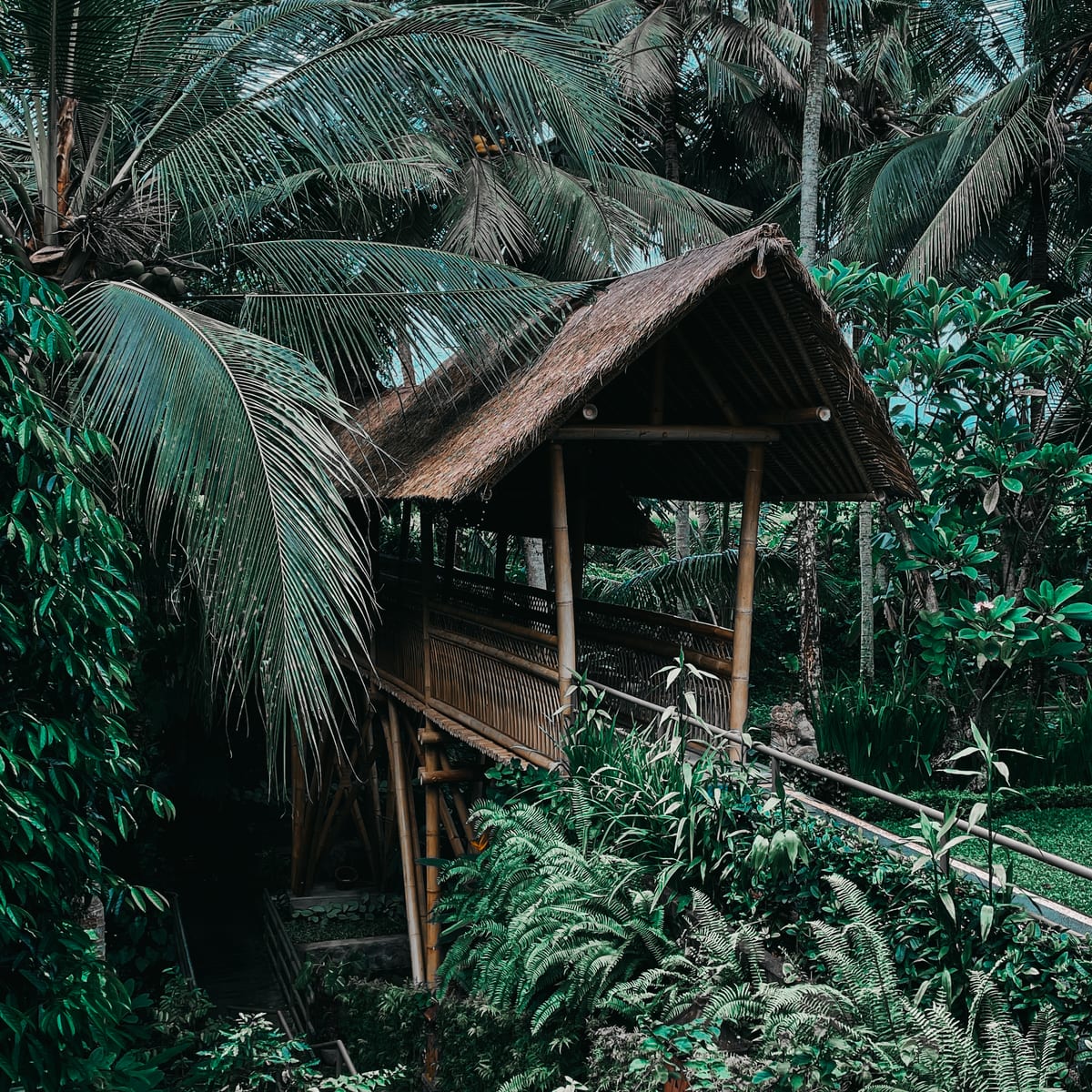 Photo in the Sumatra Pro Color