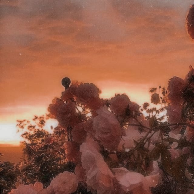 Photo in the Luxury Pro Color
