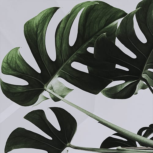 Photo in the Minimal Pro Color