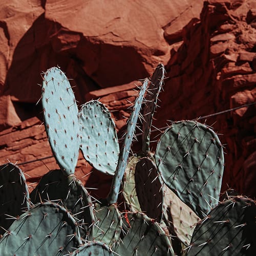 Photo in the Sedona Pro Color