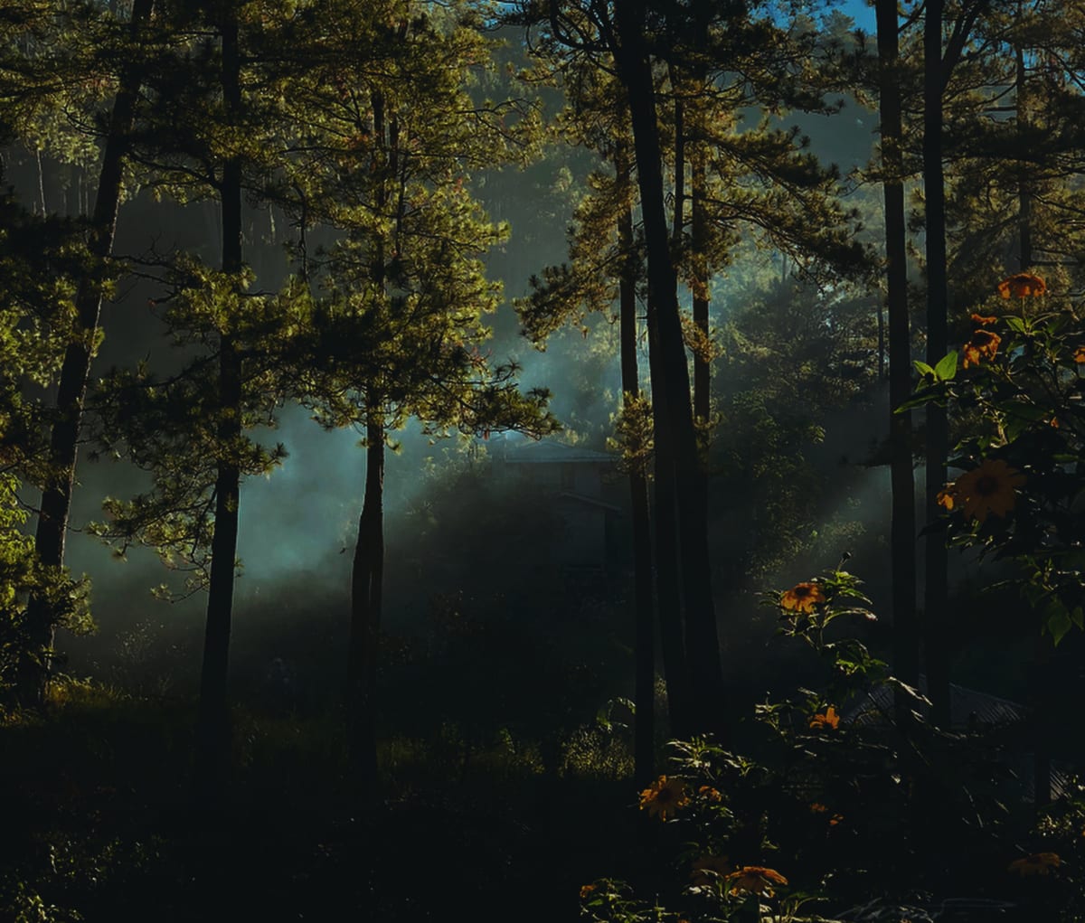 Photo in the Solana Pro Color