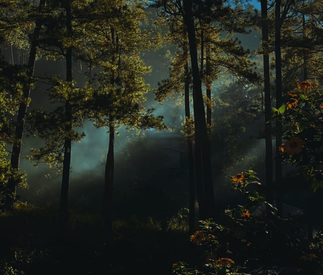 Photo in the Solana Pro Color