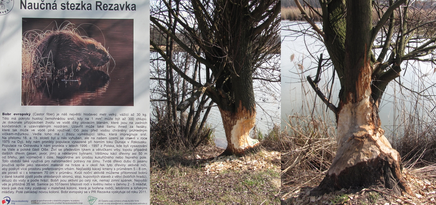 Rezavka