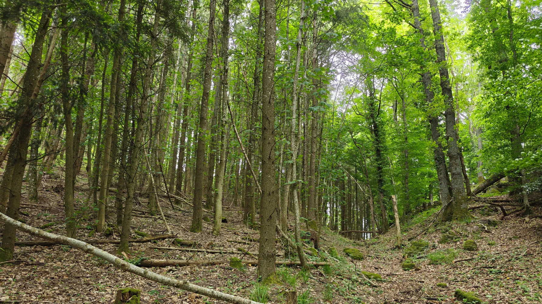 The scene is a forest with tall, straight trees covered in lush, green vegetation. The sun peeks in between the scenes making it bright all the way to the ground. The ground itself is covered in sticks, branches, leaves, rocks, and patches of moss and grass. The ground slopes up to the left and right while clearly sloping down in the middle as if a spout looking down the mountain that is there, but cannot be seen.