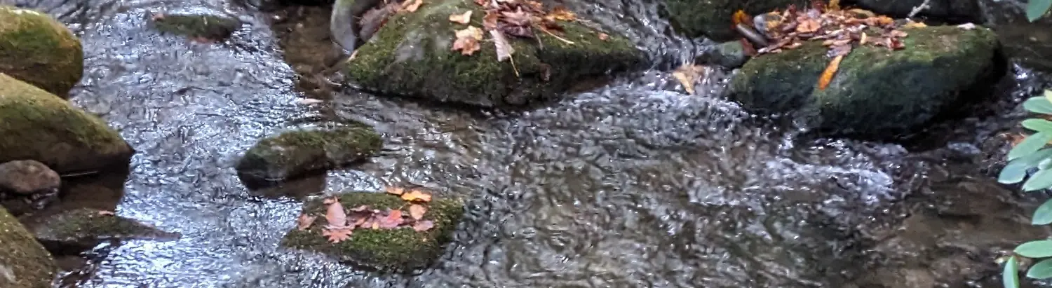 A close up of a mountain stream with moss covered rocks.