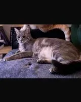 URGÊNCIA: Gato perdido(a) em Saint-Cyr-sur-Loire