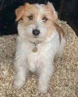 EMERGENCY: Dog lost in Vimoutiers