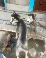 Dog lost in Bengaluru