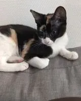 URGENCE : Chat perdu(e) à Blagnac