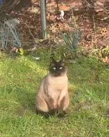 Gato perdido(a) em Pittsburgh