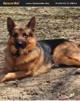 Chien trouvé(e) à Wasilla