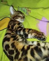 URGENCE : Chat trouvé(e) à Paris